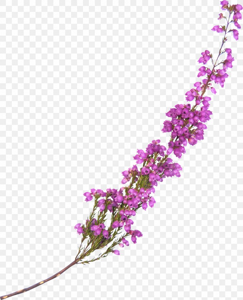 Flower Lavender Violet Clip Art, PNG, 1785x2198px, Flower, Artificial Flower, Blossom, Branch, Cut Flowers Download Free
