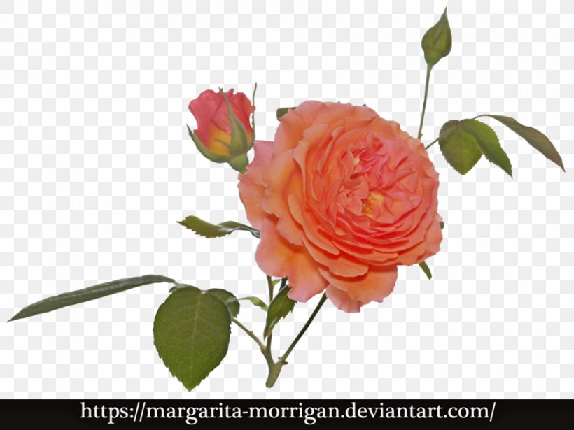 Garden Roses Cabbage Rose Flower Margarita Floral Design, PNG, 900x676px, Garden Roses, Art, Artificial Flower, Cabbage Rose, Cut Flowers Download Free