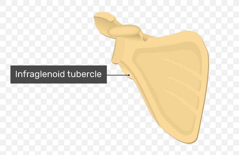 Infraglenoid Tubercle Scapula Glenoid Cavity Anatomy, PNG, 770x533px, Infraglenoid Tubercle, Anatomy, Bone, Encyclopedia, Fossa Download Free