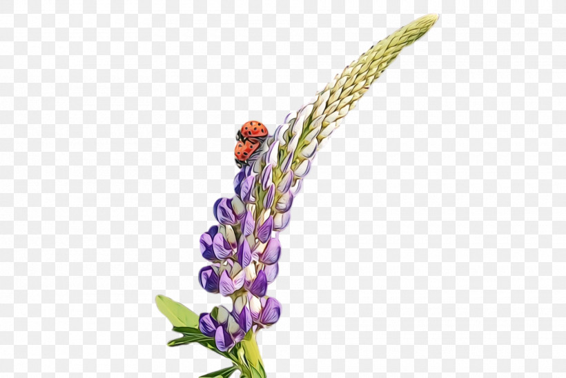 Lavender, PNG, 1920x1284px, Spring, Broomrape, Buddleia, Flower, French Lavender Download Free