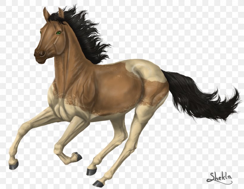 Mustang Thoroughbred Foal Stallion Colt, PNG, 1000x778px, Mustang, Canter And Gallop, Colt, Drawing, Dun Locus Download Free