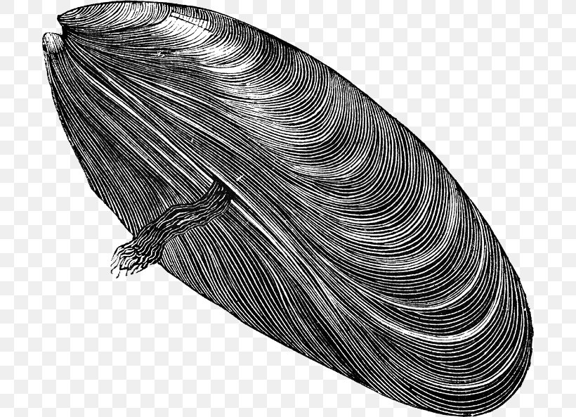 Blue Mussel Oyster Clip Art, PNG, 700x593px, Mussel, Black And White, Blue Mussel, Food, Monochrome Download Free