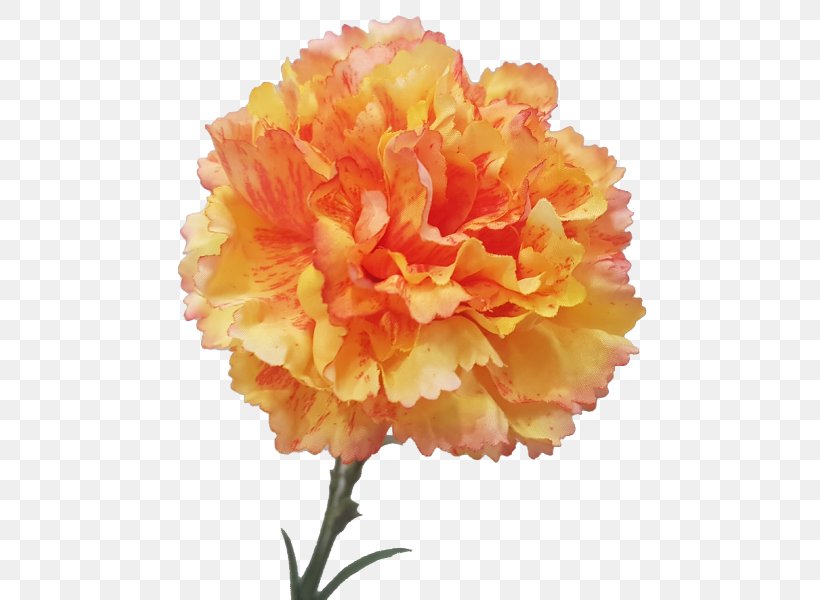 Carnation Cut Flowers Peony Petal, PNG, 800x600px, Carnation, Cut Flowers, Flower, Flowering Plant, Orange Download Free