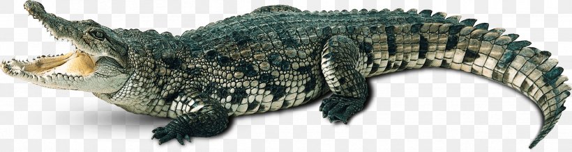 Crocodile Alligators Clip Art Image, PNG, 2424x650px, Crocodile, Alligators, Crocodiles, Drawing, Reptile Download Free