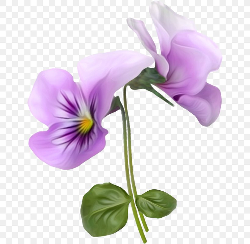 Flower Violet Pansy Clip Art, PNG, 643x800px, Flower, Annual Plant, Artificial Flower, Cut Flowers, Flowering Plant Download Free