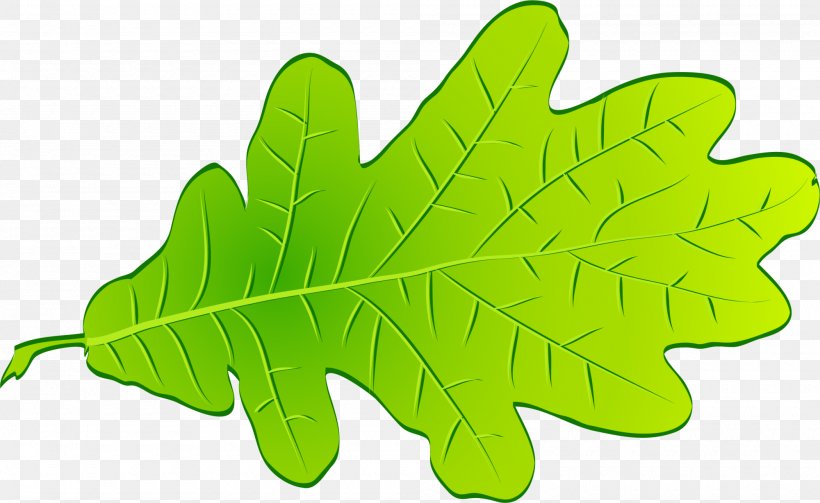 Leaf Green Tree, PNG, 2000x1228px, Leaf, Grass, Green, Plant, Tree Download Free