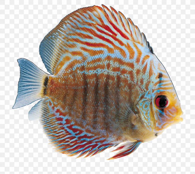 Ornamental Fish Clip Art, PNG, 2240x1996px, Fish, Close Up, Coral Reef Fish, Fauna, Marine Biology Download Free