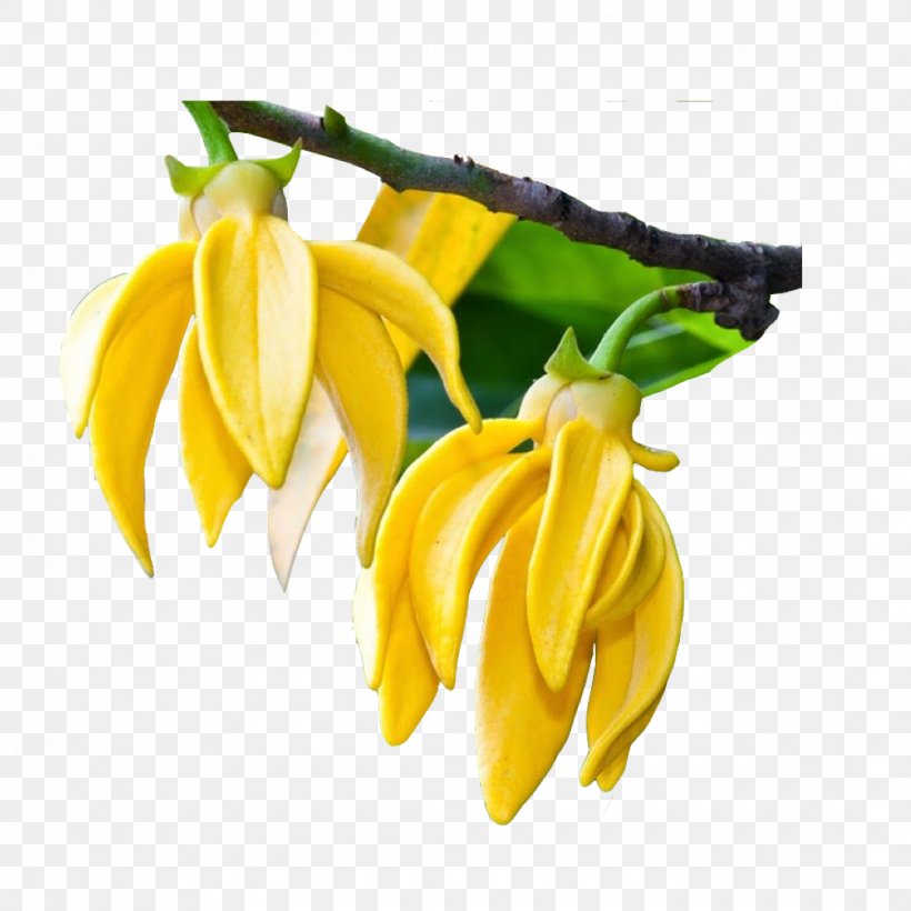 Yellow Rose, PNG, 1080x1080px, Ylangylang, Aroma, Banana, Banana Family, Damask Rose Download Free