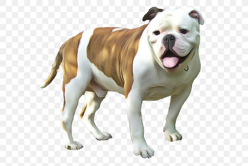 American Bulldog, PNG, 600x550px, Dog, American Bulldog, American Pit Bull Terrier, Ancient Dog Breeds, Australian Bulldog Download Free