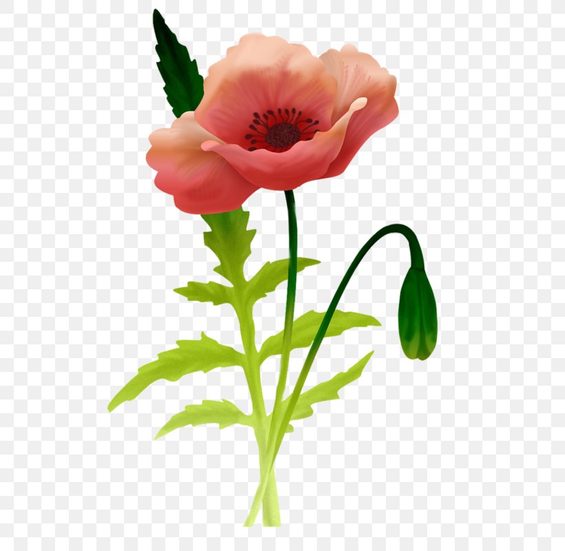 Common Poppy Desktop Wallpaper, PNG, 567x800px, Poppy, Anemone, Annual Plant, Bud, Common Poppy Download Free