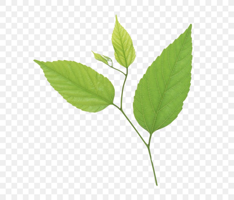 Leaf Green Stock Photography Image, PNG, 700x700px, Leaf, Blue, Bluegreen, Branch, Green Download Free