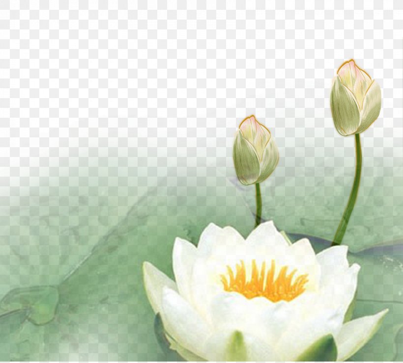 Nelumbo Nucifera Lotus Euclidean Vector, PNG, 860x777px, Nelumbo Nucifera, Aquatic Plant, Floral Design, Floristry, Flower Download Free