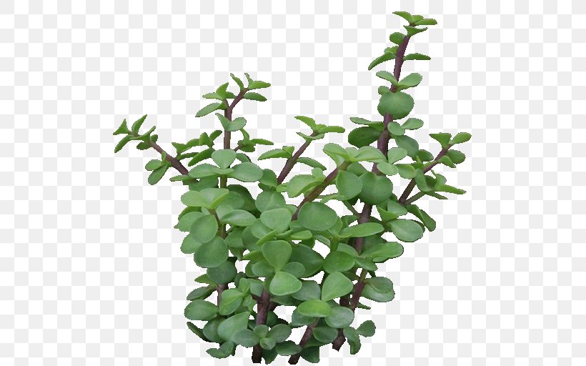 Portulacaria Afra Tree Herb Plant Flowerpot, PNG, 512x512px, Portulacaria Afra, Flowerpot, Herb, Leaf, Plant Download Free