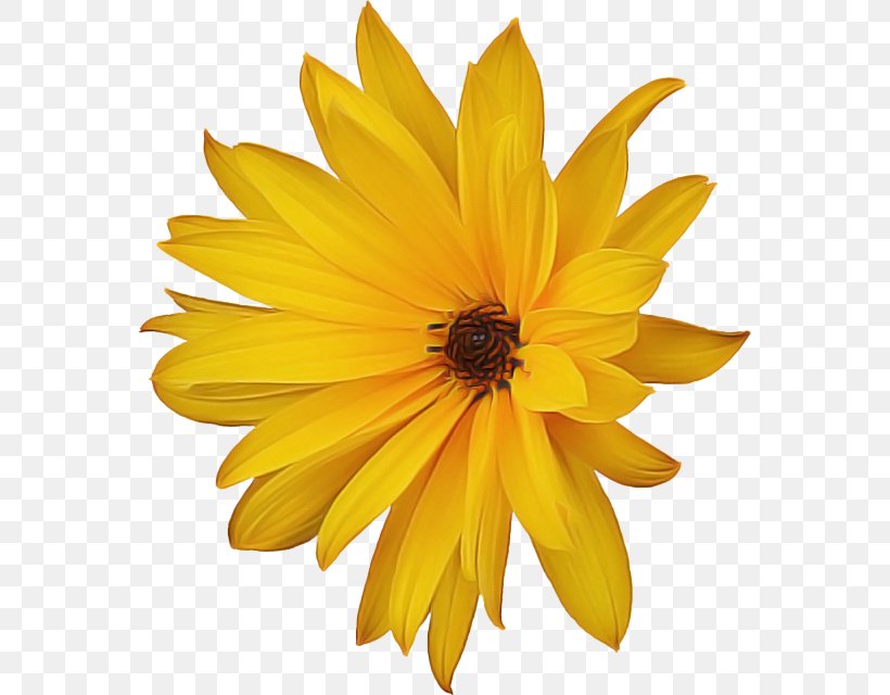Flowers Background, PNG, 564x640px, Common Sunflower, African Daisy, Barberton Daisy, Calendula, Chrysanthemum Download Free