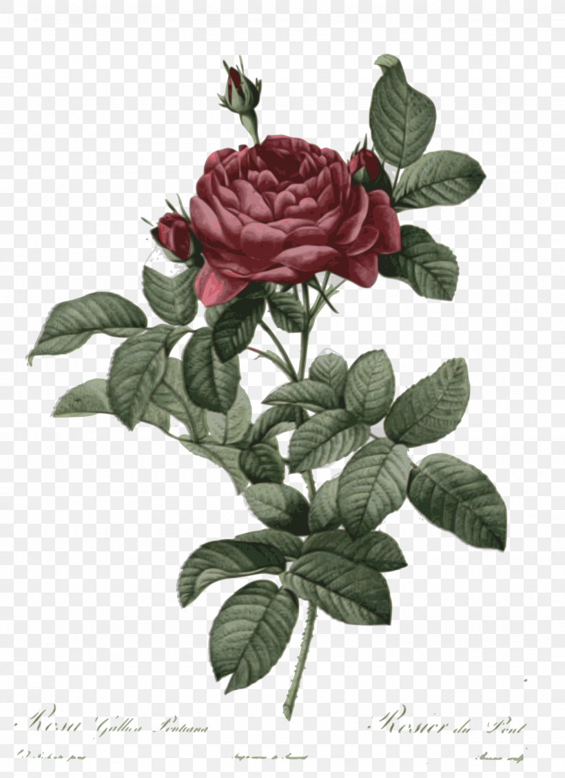 French Rose Botanical Illustration Botany Drawing Flower, PNG, 1742x2400px, French Rose, Botanical Illustration, Botany, Cabbage Rose, Cut Flowers Download Free