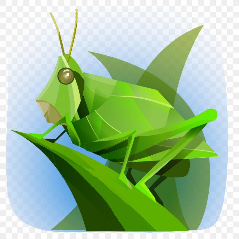 Grasshopper Cricket Wireless Comisión Nacional Para El Conocimiento Y Uso De La Biodiversidad Chapulines, PNG, 1000x1000px, Grasshopper, Animal, Behance, Biodiversity, Chapulines Download Free