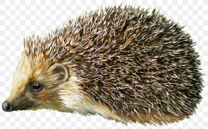 Hedgehog Porcupine Clip Art, PNG, 1452x901px, Hedgehog, Animal, Cuteness, Domesticated Hedgehog, Drawing Download Free
