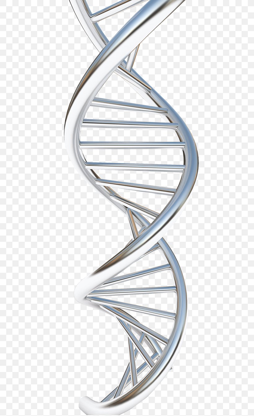Nucleic Acid Structure DNA Molecular Structure Of Nucleic Acids: A Structure For Deoxyribose Nucleic Acid Drawing Genetic Recombination, PNG, 561x1342px, Nucleic Acid Structure, Body Jewelry, Dna, Drawing, Genetic Recombination Download Free