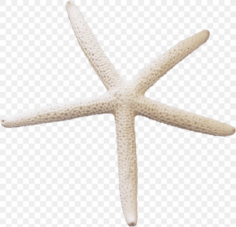 Starfish White Cartoon, PNG, 2622x2527px, Watercolor, Cartoon, Flower, Frame, Heart Download Free