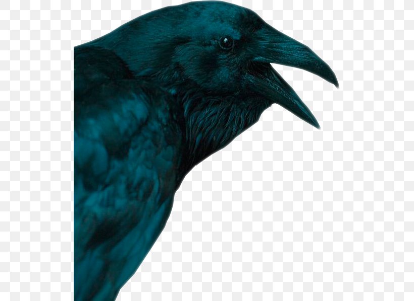American Crow Common Raven New Caledonian Crow Sticker, PNG, 527x598px, 2018, American Crow, Beak, Bird, Censorship Download Free