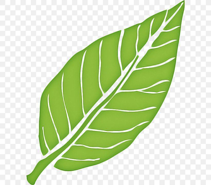 Banana Leaf, PNG, 616x720px, Leaf, Anthurium, Arrowroot Family, Autumn Leaf Color, Banana Leaf Download Free