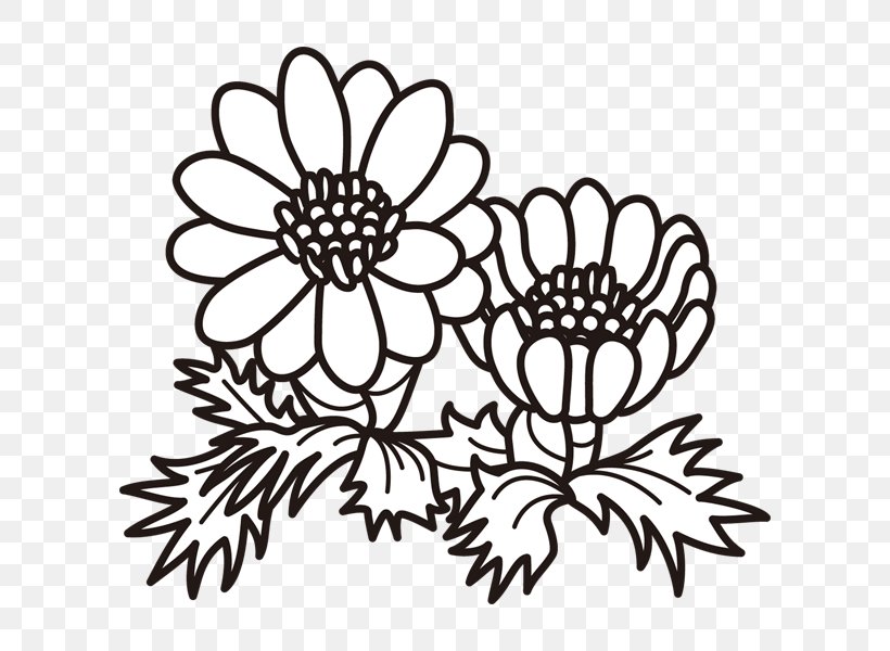 Clip Art Illustration Amur Adonis Chrysanthemum Design, PNG, 600x600px, Chrysanthemum, Blackandwhite, Botany, Coloring Book, Cut Flowers Download Free