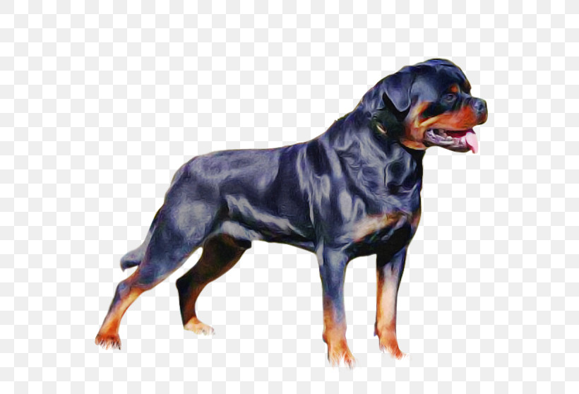 Dog Rottweiler Working Dog Molosser Giant Dog Breed, PNG, 570x558px, Dog, Giant Dog Breed, Molosser, Rottweiler, Working Dog Download Free