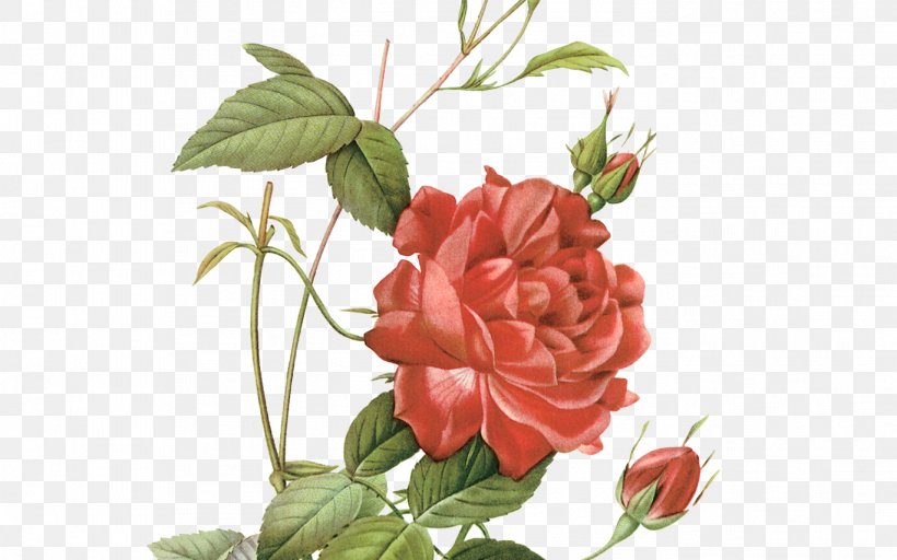 Garden Roses, PNG, 1368x855px, Flower, Floribunda, Flowering Plant, Garden Roses, Petal Download Free