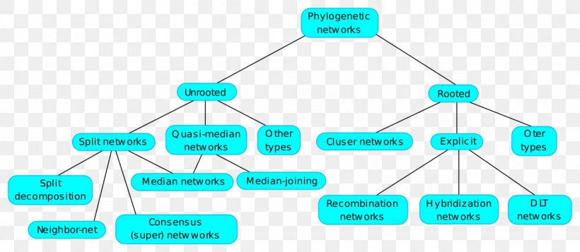 Phylogenetic Network Phylogenetic Tree Phylogenetics Split Neighbor-net, PNG, 1280x558px, Phylogenetic Network, Computer Network, Diagram, Evolution, Genetics Download Free