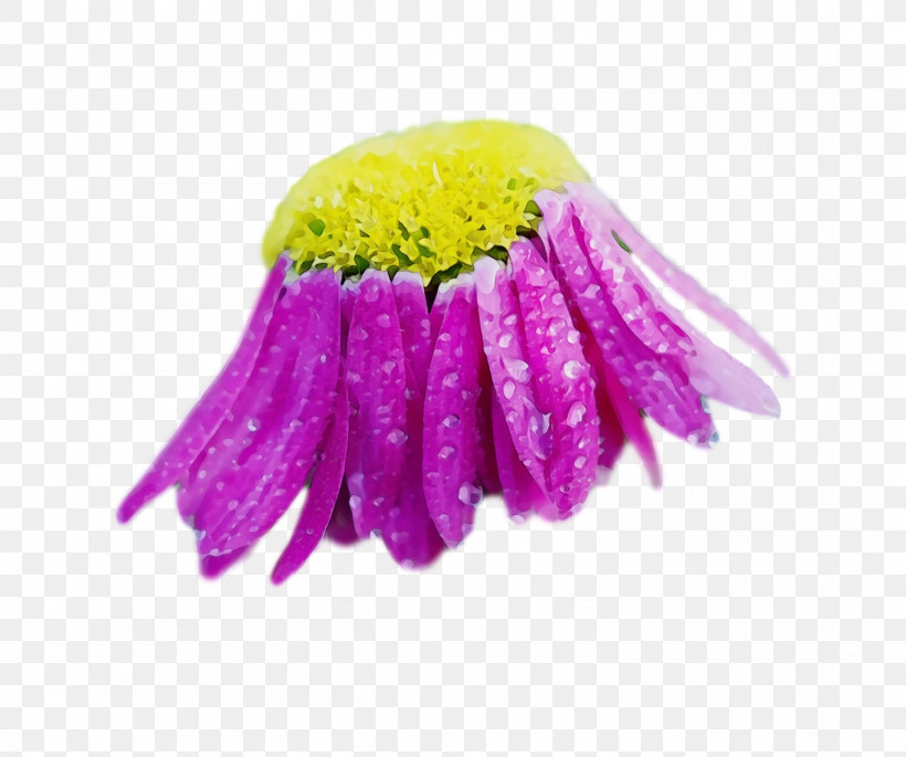 Purple Violet Yellow Pink Plant, PNG, 1520x1270px, Spring Flower, Ball, Flower, Flowers, Gerbera Download Free