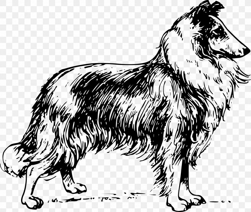 Rough Collie Border Collie Bearded Collie German Shepherd Scotch Collie, PNG, 2400x2026px, Rough Collie, Australian Kelpie, Australian Shepherd, Bearded Collie, Black And White Download Free