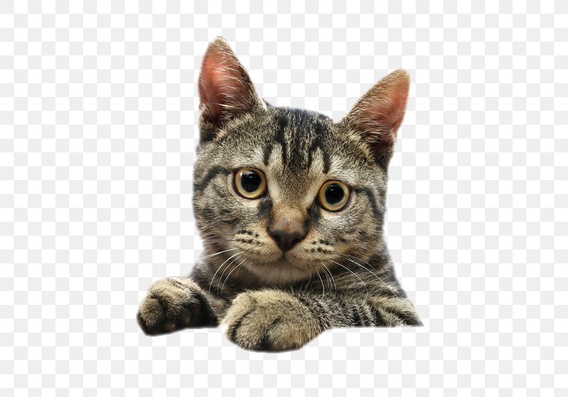 Siamese Cat Kitten Tabby Cat Pet Clip Art, PNG, 500x573px, Siamese Cat, American Shorthair, American Wirehair, Animal Shelter, Asian Download Free