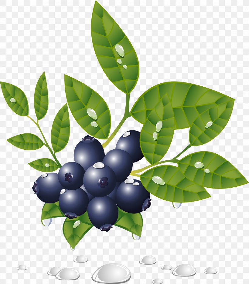 Berries, PNG, 3343x3824px, Fruit, Aristotelia Chilensis, Berry, Bilberry, Blueberry Download Free
