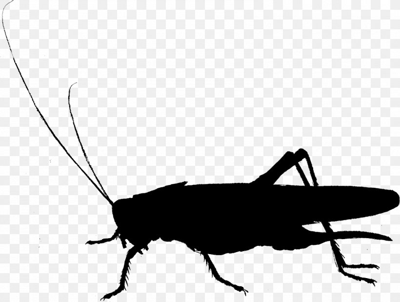 Cockroach Clip Art Fauna Cricket Silhouette, PNG, 1589x1200px, Cockroach, Arthropod, Bug, Cricket, Cricketlike Insect Download Free