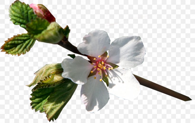 Flower Limon.KG Clip Art, PNG, 2111x1334px, Flower, April 20, April 25, Bishkek, Blossom Download Free