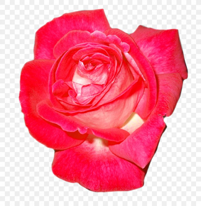 Garden Roses Floribunda Cabbage Rose China Rose Tea Rose, PNG, 883x905px, Garden Roses, Bud, Cabbage Rose, China Rose, Cut Flowers Download Free