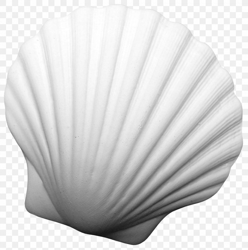 Image Desktop Wallpaper 0 Petal, PNG, 1558x1573px, 2018, Black And White, Flower, Instagram, Mollusc Shell Download Free