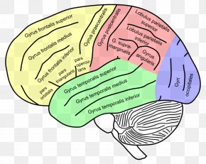 Inferior Frontal Gyrus Inferior Frontal Sulcus Superior Frontal Gyrus ...