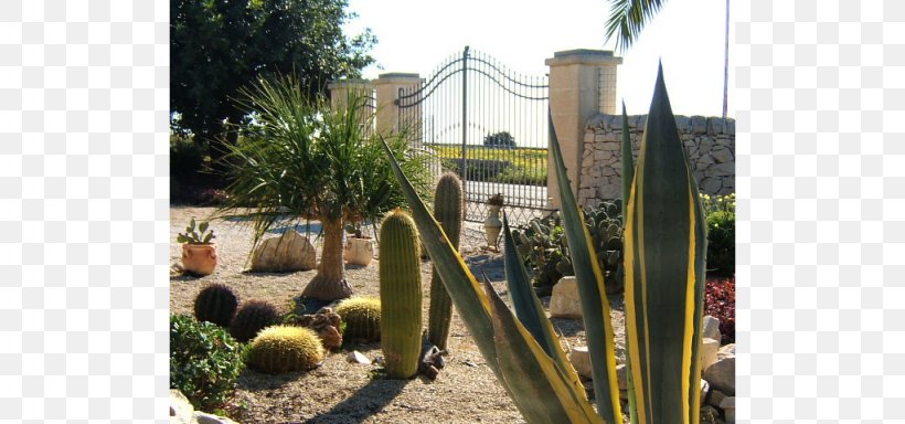 Majorelle Garden Majorelle Blue Cactaceae Citroën Cactus M Property, PNG, 1024x480px, Majorelle Garden, Blue, Cactaceae, Cactus, Caryophyllales Download Free