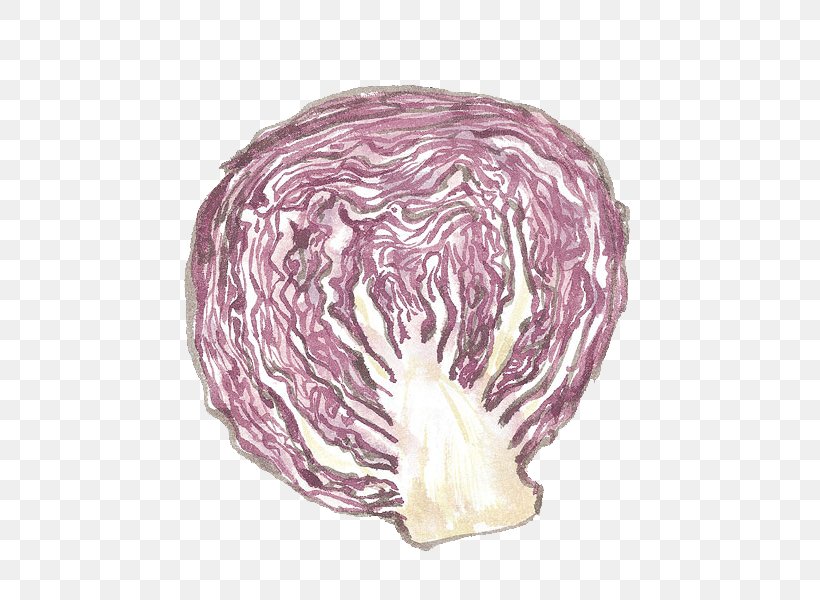 Red Cabbage Vegetable Chinese Cabbage, PNG, 552x600px, Cabbage, Brassica Oleracea, Chinese Cabbage, Food, Gratis Download Free