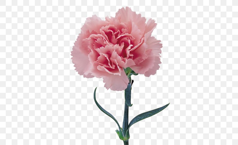 Carnation Cut Flowers Flower Bouquet Festival Of The Flowers, PNG, 500x500px, Carnation, Chinese Peony, Choix Des Plus Belles Fleurs, Common Peony, Cut Flowers Download Free