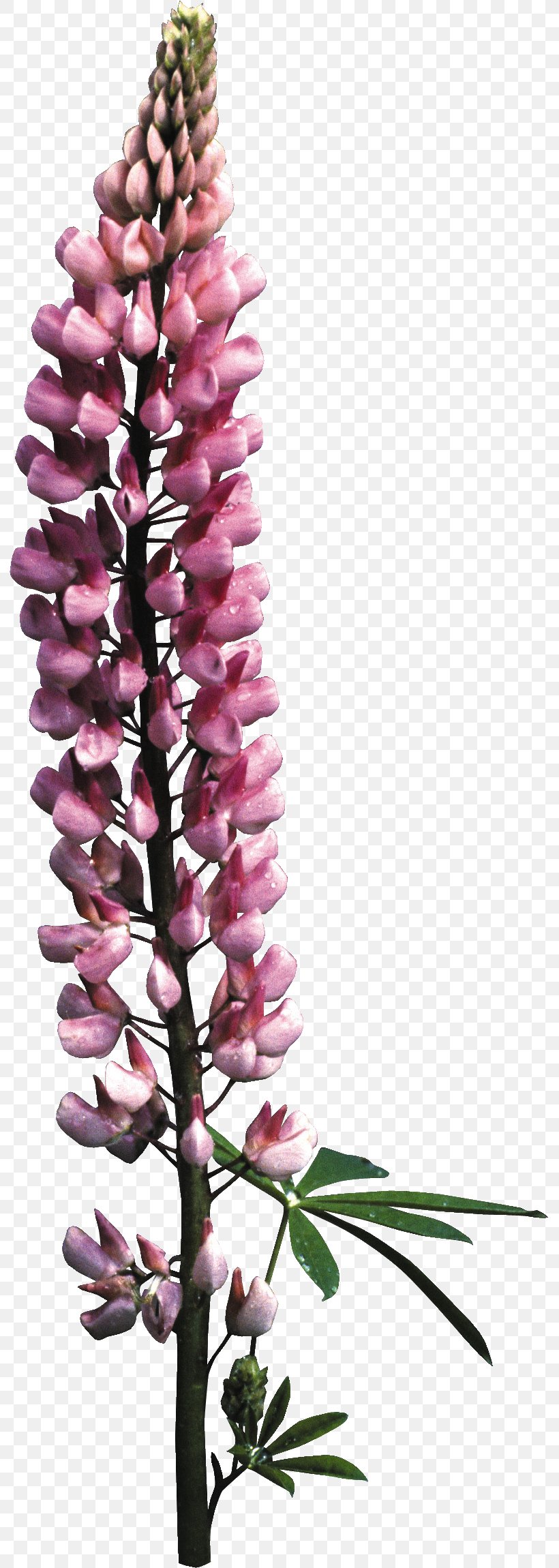 Foxgloves Floral Design Cut Flowers, PNG, 791x2300px, Foxgloves, Branch, Cosmetics, Cut Flowers, Digitalis Download Free