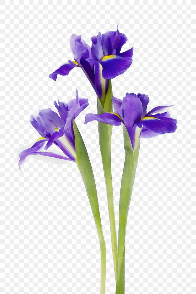 Blue Iris Flower, PNG, 1132x1696px, Watercolor, Crocus, Cut Flowers, Family, Flower Download Free