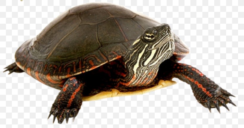 Box Turtle Tortoise Clip Art, PNG, 800x432px, Turtle, Animal, Box Turtle, Chelydridae, Common Snapping Turtle Download Free