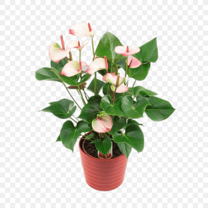 Cut Flowers Anthurium Andraeanum Houseplant Flowerpot, PNG, 1024x1024px, Cut Flowers, Anthurium Andraeanum, Artificial Flower, Arum Lilies, Arums Download Free