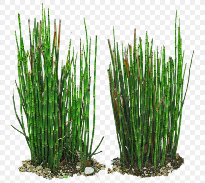 Equisetum Hyemale Field Horsetail Branched Horsetail Bamboo Vetiver, PNG, 800x730px, Equisetum Hyemale, Bamboo, Chrysopogon, Chrysopogon Zizanioides, Equisetum Download Free