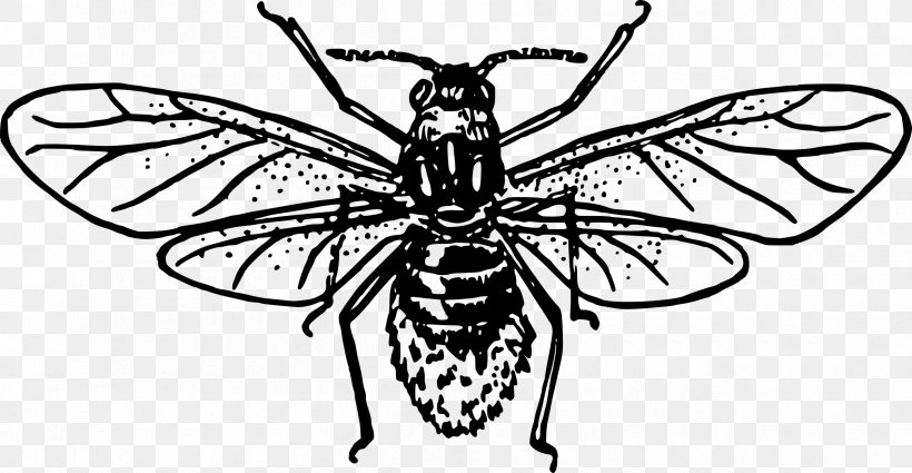 Western Honey Bee Drawing Beehive Clip Art, PNG, 2400x1244px, Bee, Art, Arthropod, Artwork, Beehive Download Free