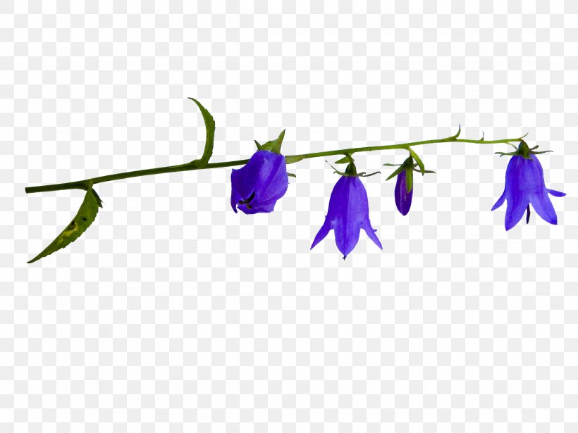 Bellflower Family Bellflowers Leaf Plant Stem Purple, PNG, 2048x1536px, Bellflower Family, Bellflowers, Branch, Flora, Flower Download Free