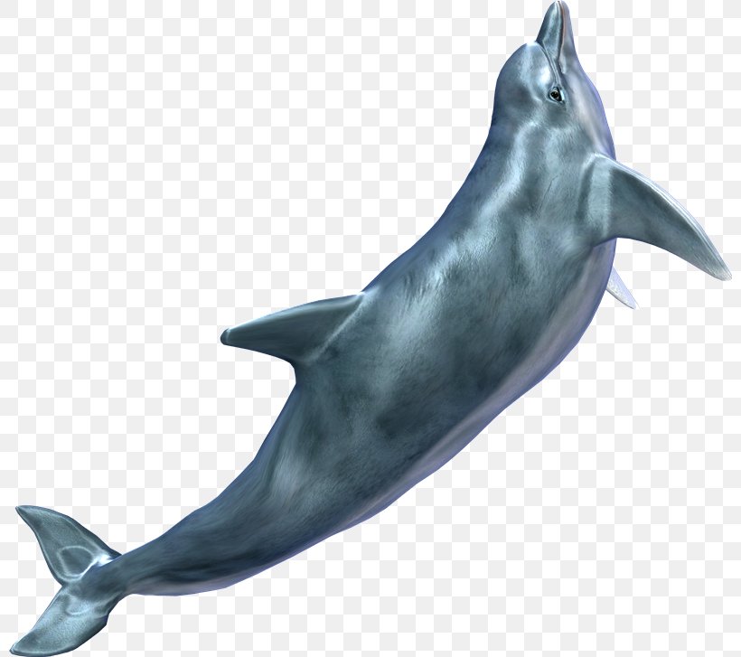 Cetacea Clip Art, PNG, 800x727px, Cetacea, Common Bottlenose Dolphin, Digital Image, Dolphin, Fauna Download Free