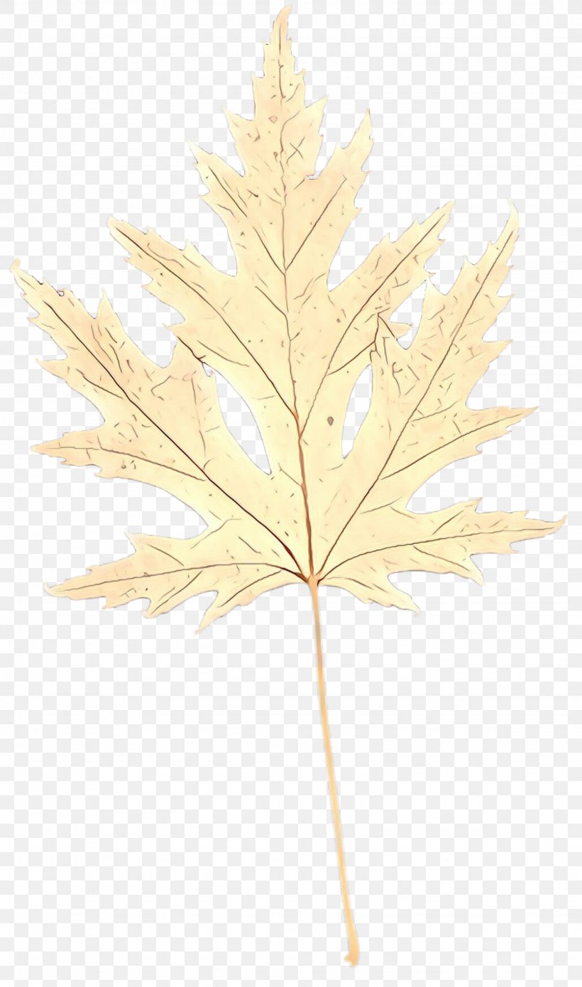 Maple Leaf, PNG, 1536x2604px, Cartoon, American Larch, Grass Family, Leaf, Maple Leaf Download Free